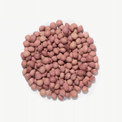 Ekologiczne pestki wiśni plantule