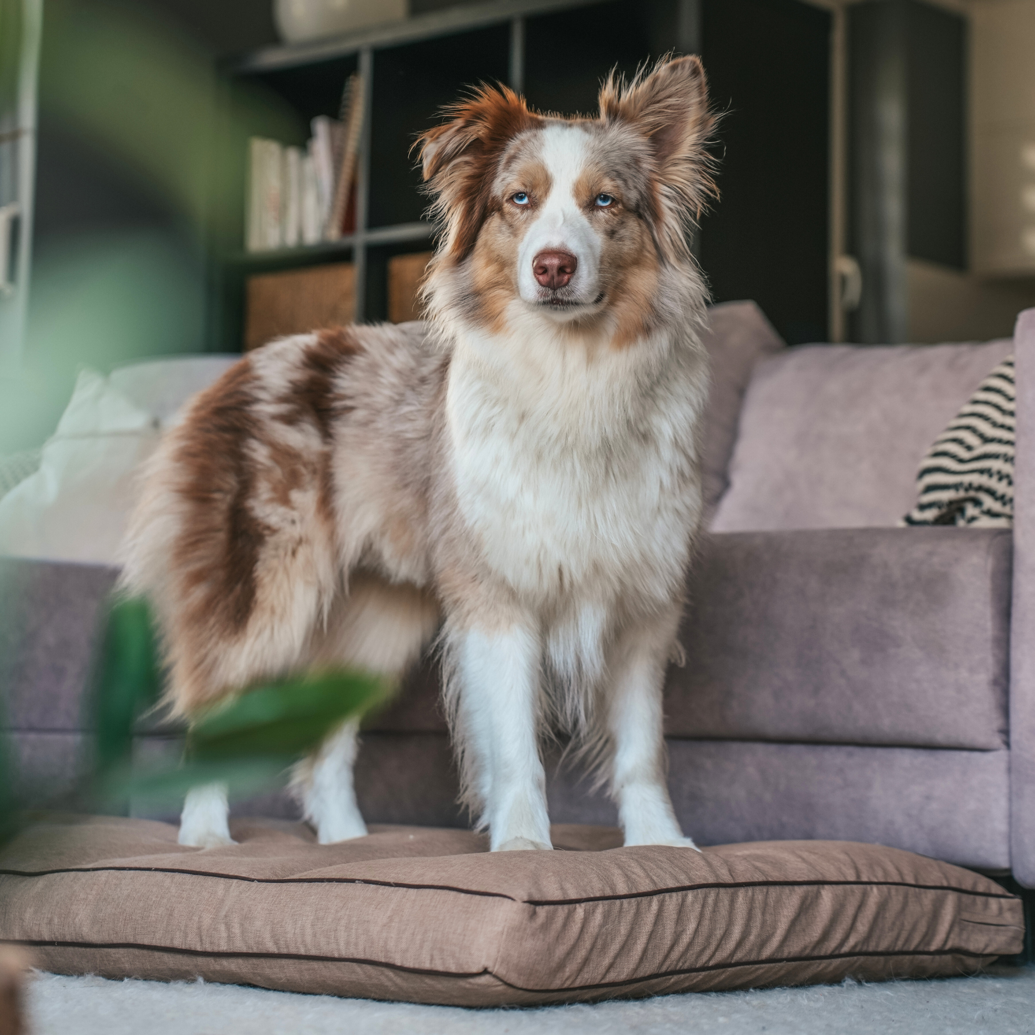 Legowisko z łuską gryki dla psa beżowe – różne rozmiary