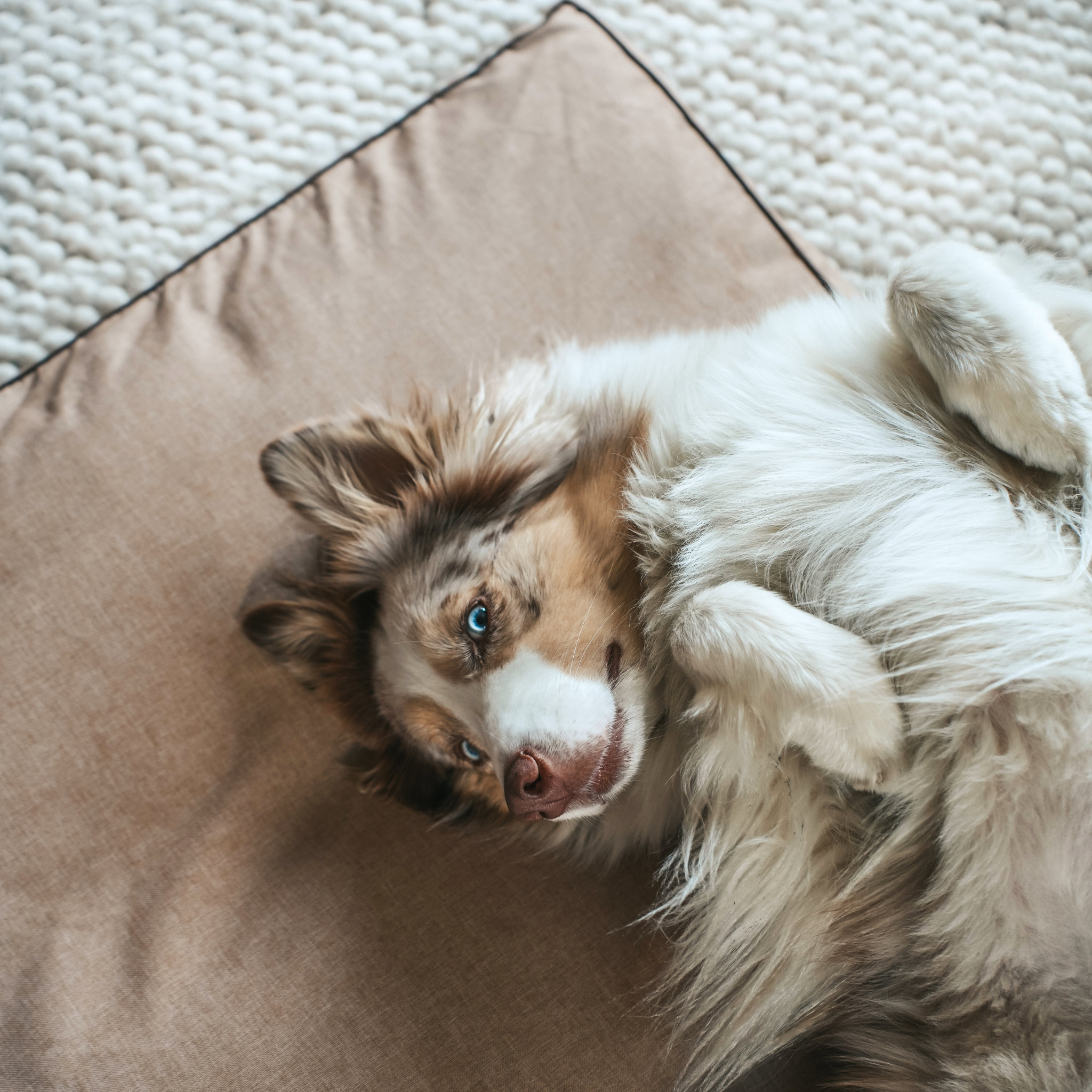 Legowisko z łuską gryki dla psa beżowe – różne rozmiary