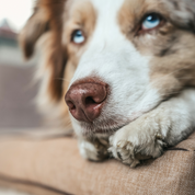 Legowisko z łuską gryki dla psa beżowe – różne rozmiary