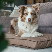 Legowisko z łuską gryki dla psa beżowe – różne rozmiary